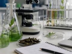 Publicação científica sobre Camellia sinensis é destaque em periódico Qualis A2