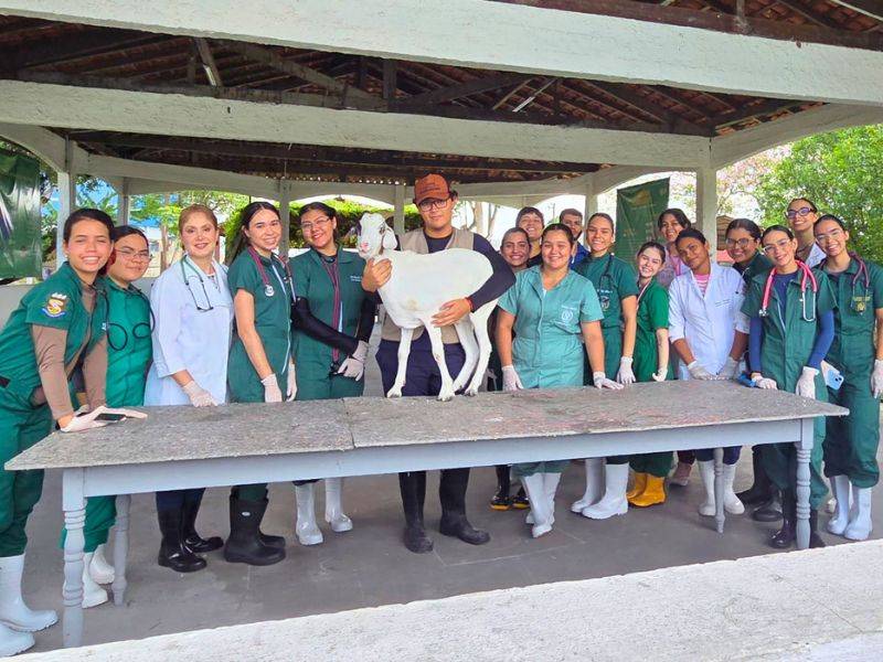 Alunos de Medicina Veterinária participam de aula prática de Semiologia na Associação Rural de Pecuária do Pará