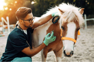 Medicina Veterinária